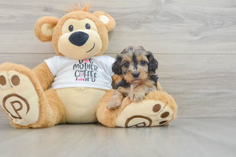 Popular Cockapoo Poodle Mix Pup