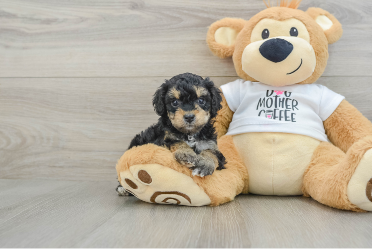 Adorable Cocker Doodle Poodle Mix Puppy