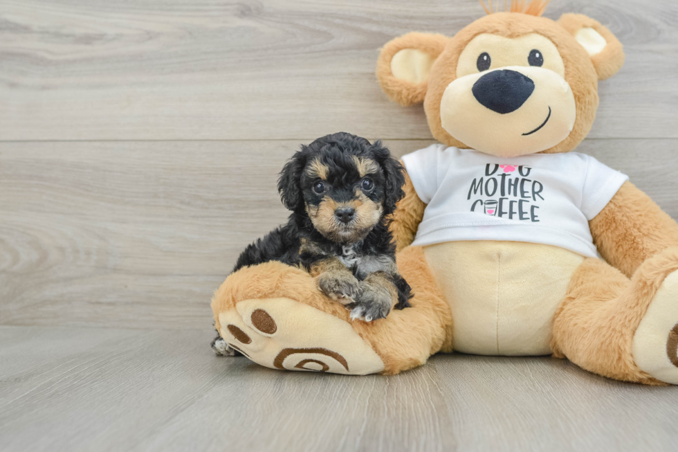 Adorable Cocker Doodle Poodle Mix Puppy