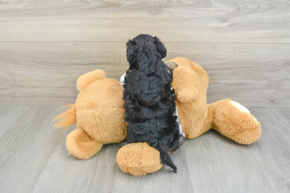 Hypoallergenic Cocker Doodle Poodle Mix Puppy