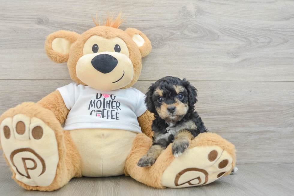 Cute Cockapoo Baby