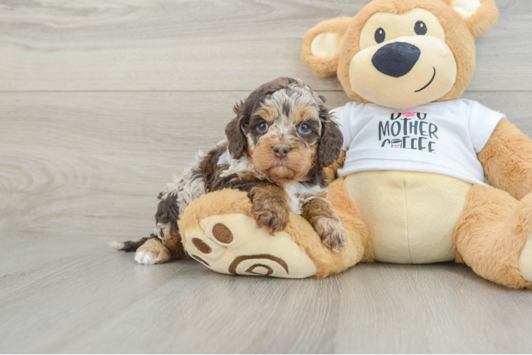 Adorable Cocker Doodle Poodle Mix Puppy