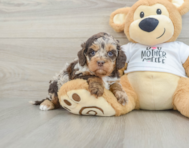 5 week old Cockapoo Puppy For Sale - Windy City Pups