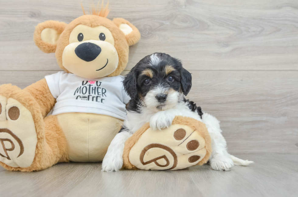 5 week old Cockapoo Puppy For Sale - Windy City Pups