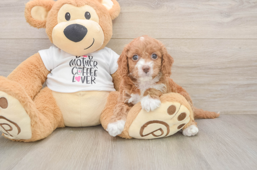 5 week old Cockapoo Puppy For Sale - Windy City Pups