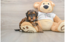 Popular Cockapoo Poodle Mix Pup