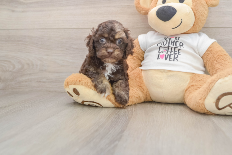 Funny Cockapoo Poodle Mix Pup