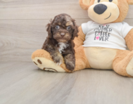 7 week old Cockapoo Puppy For Sale - Windy City Pups