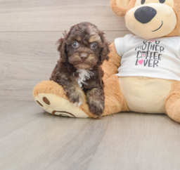 5 week old Cockapoo Puppy For Sale - Windy City Pups
