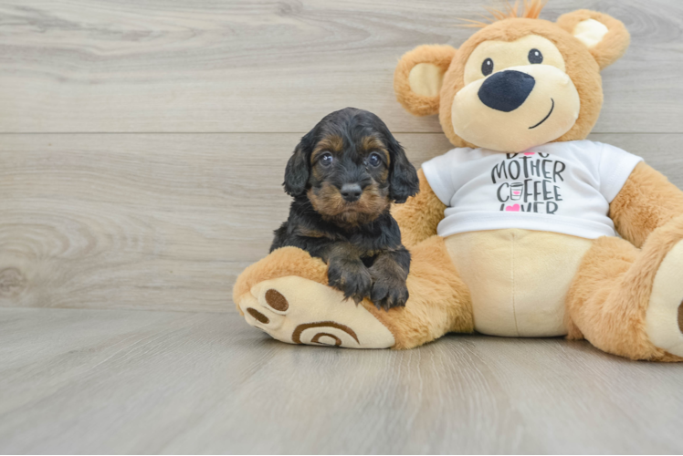 Cockapoo Puppy for Adoption