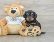 7 week old Cockapoo Puppy For Sale - Windy City Pups