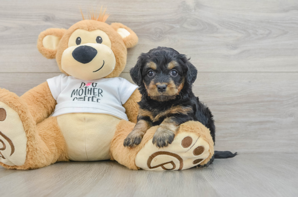 5 week old Cockapoo Puppy For Sale - Windy City Pups