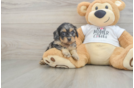 Cockapoo Puppy for Adoption
