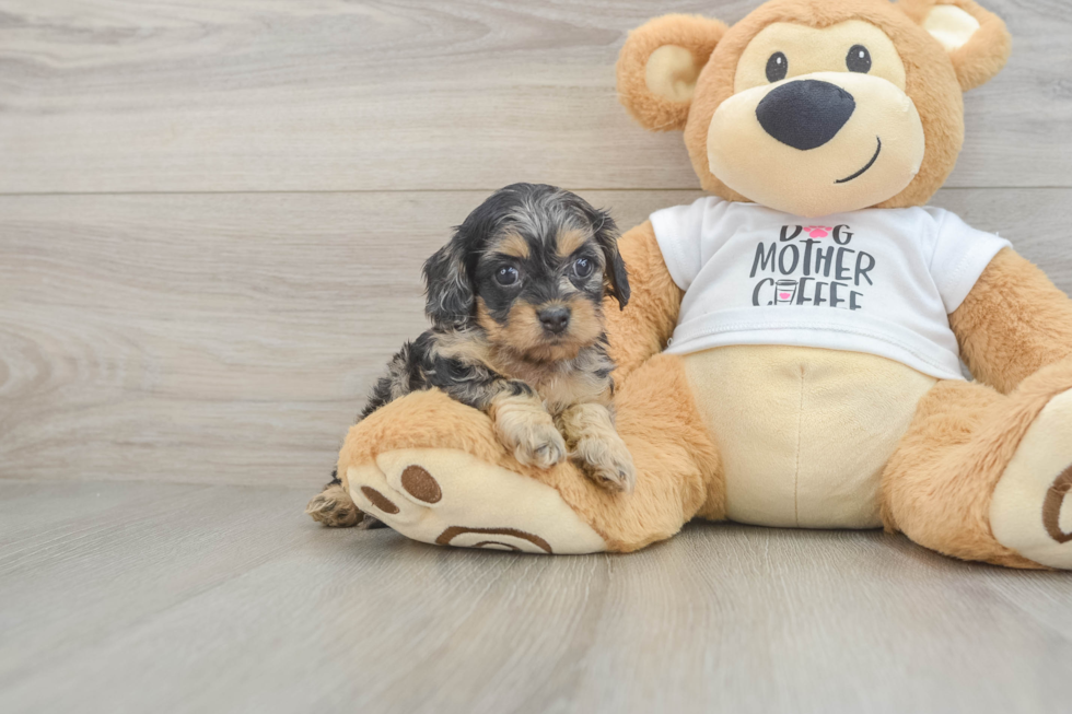 Cockapoo Puppy for Adoption
