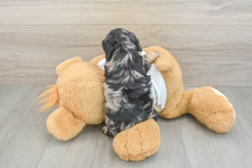 Little Cocker Doodle Poodle Mix Puppy