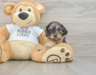 8 week old Cockapoo Puppy For Sale - Windy City Pups