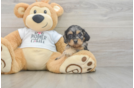 Cockapoo Pup Being Cute