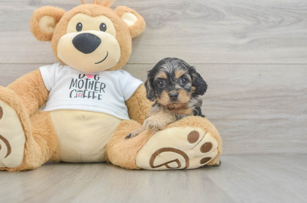 5 week old Cockapoo Puppy For Sale - Windy City Pups