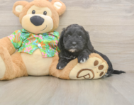 7 week old Cockapoo Puppy For Sale - Windy City Pups