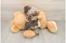 Best Cockapoo Baby