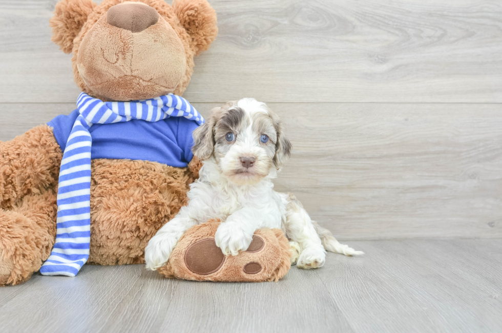 5 week old Cockapoo Puppy For Sale - Windy City Pups