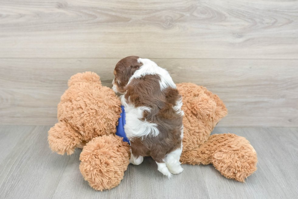 Cockapoo Pup Being Cute