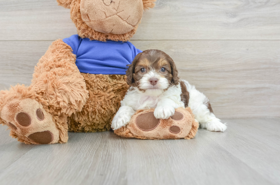 7 week old Cockapoo Puppy For Sale - Windy City Pups
