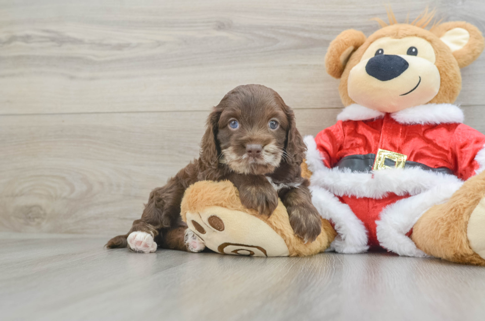 6 week old Cockapoo Puppy For Sale - Windy City Pups