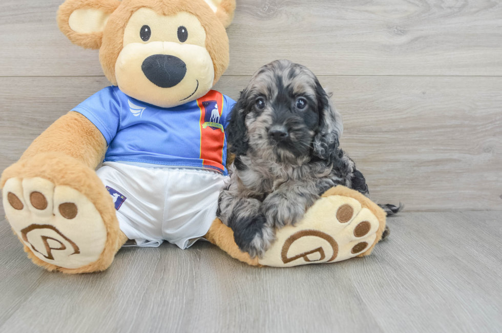 5 week old Cockapoo Puppy For Sale - Windy City Pups