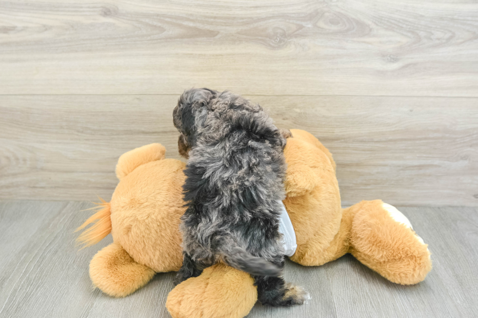 Little Cocker Doodle Poodle Mix Puppy