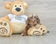 5 week old Cockapoo Puppy For Sale - Windy City Pups
