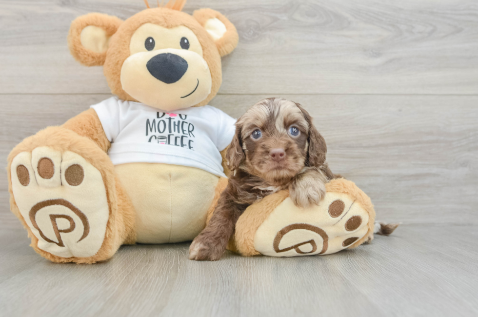 6 week old Cockapoo Puppy For Sale - Windy City Pups