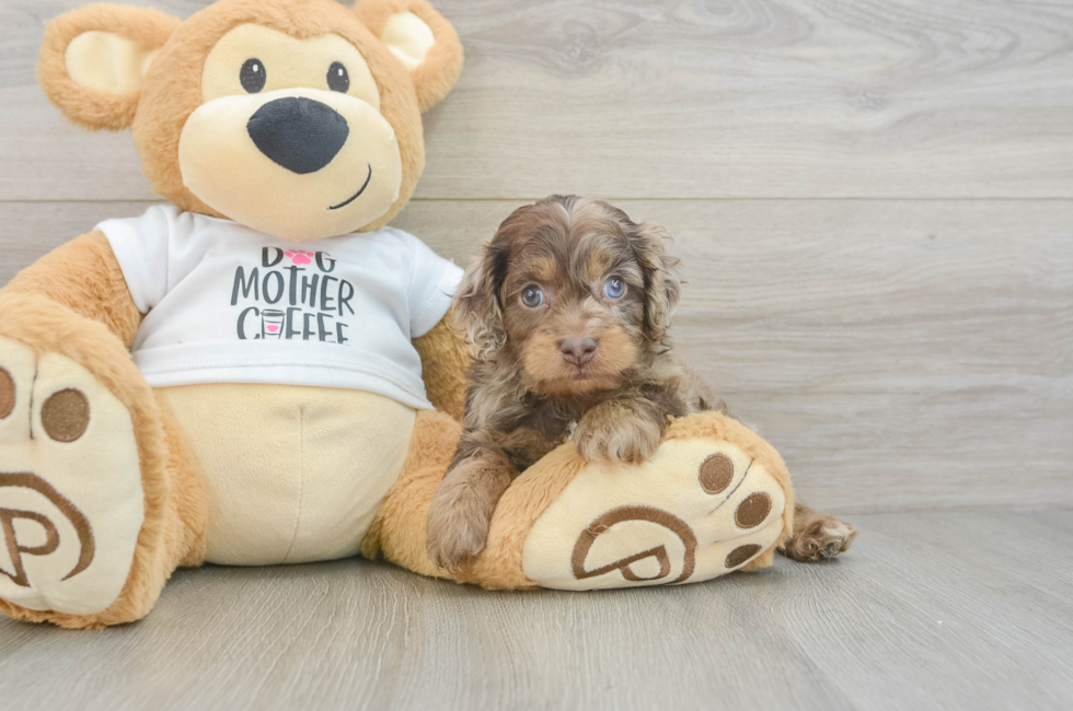 5 week old Cockapoo Puppy For Sale - Windy City Pups