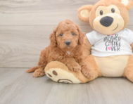 7 week old Cockapoo Puppy For Sale - Windy City Pups