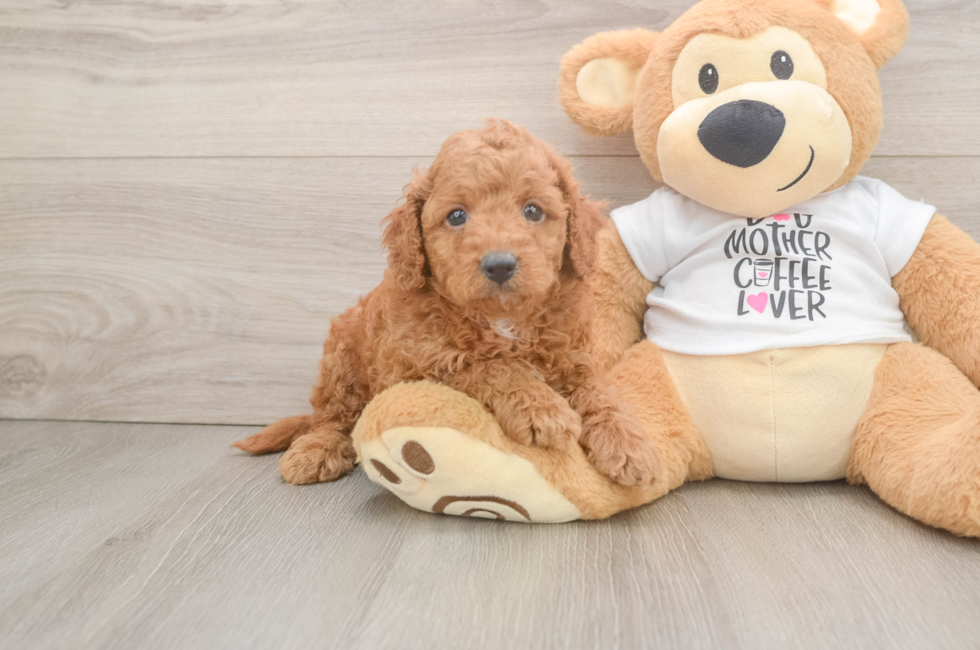 5 week old Cockapoo Puppy For Sale - Windy City Pups