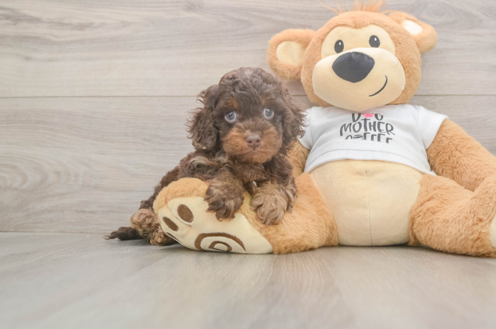 5 week old Cockapoo Puppy For Sale - Windy City Pups