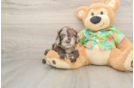Cockapoo Puppy for Adoption