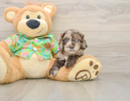 5 week old Cockapoo Puppy For Sale - Windy City Pups
