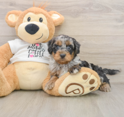 8 week old Cockapoo Puppy For Sale - Windy City Pups