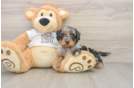 Cockapoo Puppy for Adoption