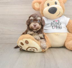 5 week old Cockapoo Puppy For Sale - Windy City Pups