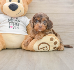 5 week old Cockapoo Puppy For Sale - Windy City Pups