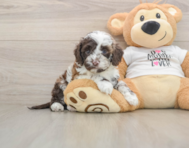 6 week old Cockapoo Puppy For Sale - Windy City Pups
