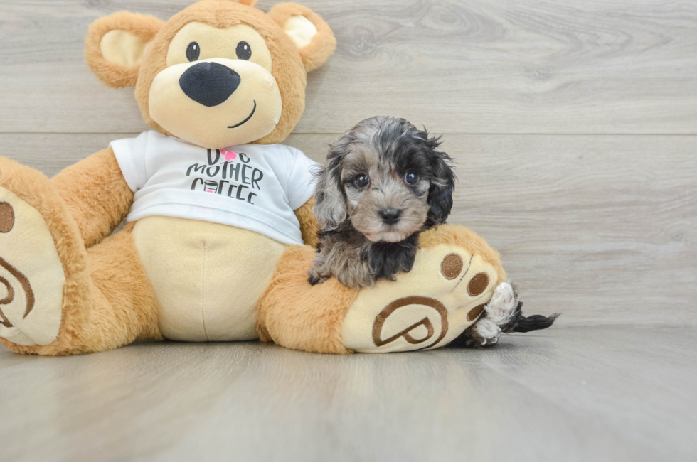 5 week old Cockapoo Puppy For Sale - Windy City Pups