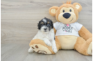 Petite Cockapoo Poodle Mix Pup