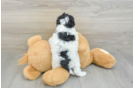 Popular Cockapoo Poodle Mix Pup
