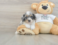 7 week old Cockapoo Puppy For Sale - Windy City Pups