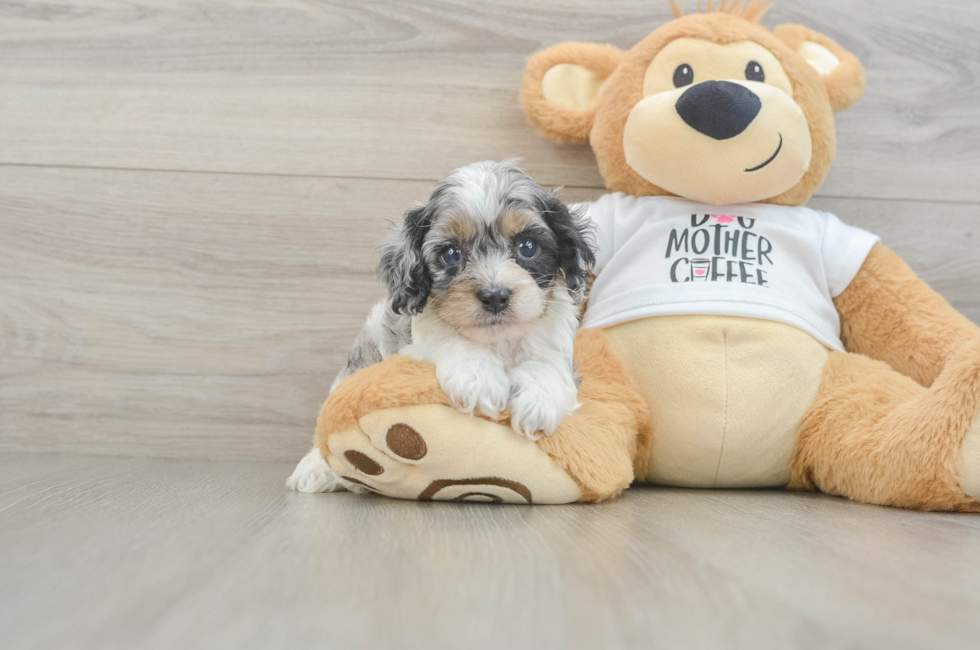 5 week old Cockapoo Puppy For Sale - Windy City Pups
