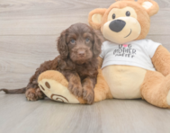 6 week old Cockapoo Puppy For Sale - Windy City Pups
