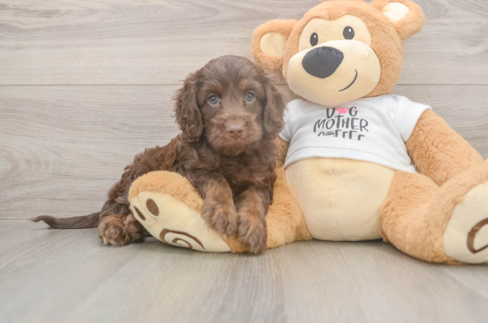 5 week old Cockapoo Puppy For Sale - Windy City Pups